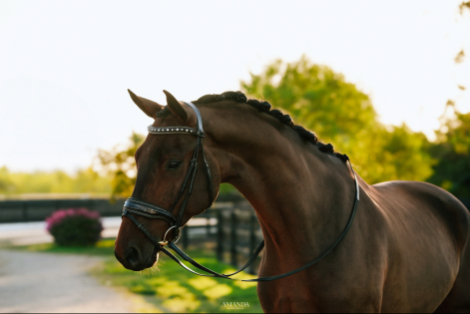 HorseID: 2308808 Phoenix KF - PhotoID: 1093072