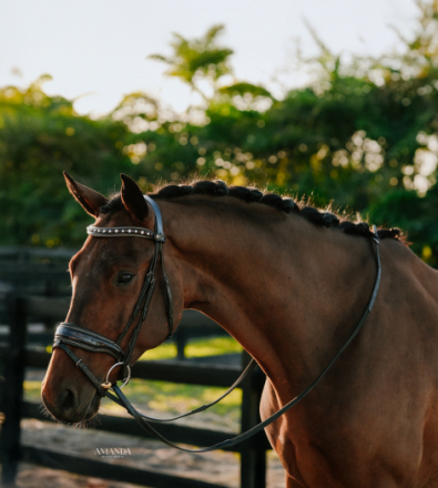 HorseID: 2308808 Phoenix KF - PhotoID: 1093073