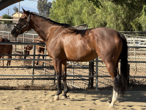 HorseID: 2308809 Stephanie’s Candy - PhotoID: 1093074