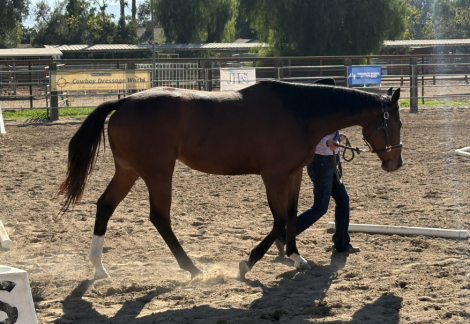 HorseID: 2308809 Stephanie’s Candy - PhotoID: 1093290