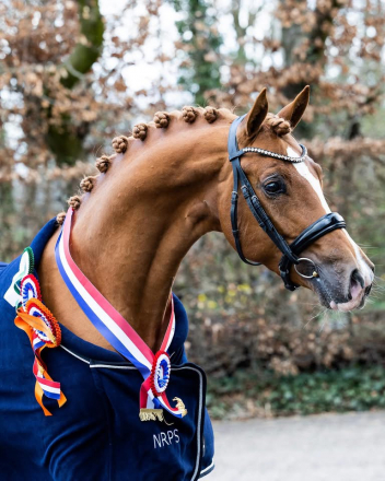 HorseID: 2308811 Niandro JVDB - PhotoID: 1093075