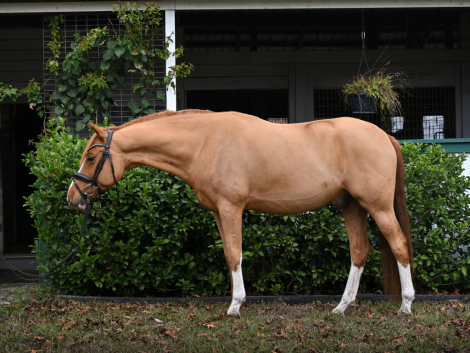 HorseID: 2308811 Niandro JVDB - PhotoID: 1093076