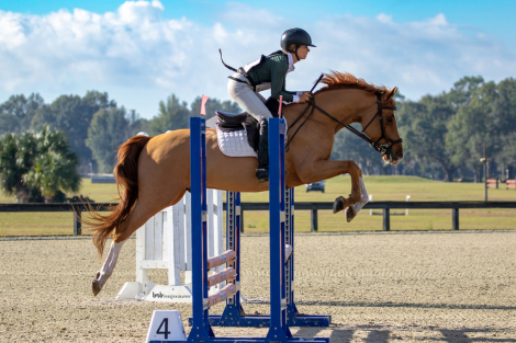 HorseID: 2308811 Niandro JVDB - PhotoID: 1093077