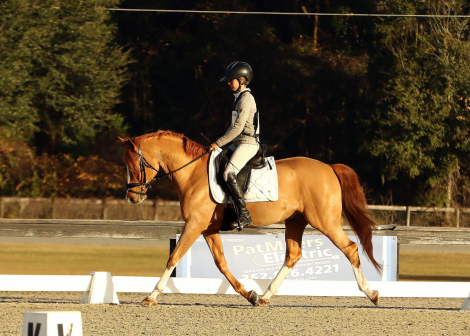 HorseID: 2308811 Niandro JVDB - PhotoID: 1093078