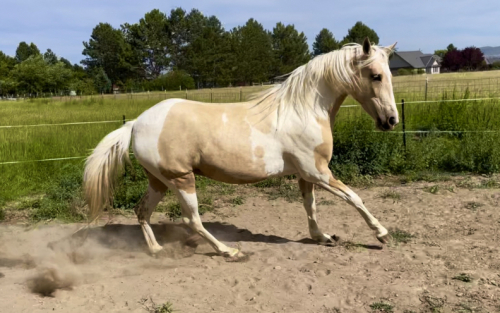 HorseID: 2308813 Shesa Smooth Ride - PhotoID: 1093131