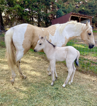 HorseID: 2308813 Shesa Smooth Ride - PhotoID: 1093132