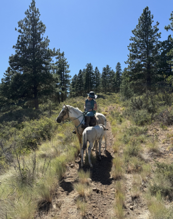 HorseID: 2308813 Shesa Smooth Ride - PhotoID: 1093134