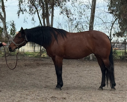 HorseID: 2308817 Ava - PhotoID: 1093083