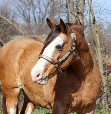 HorseID: 2308818 Beautiful buckskin draft cross mare - PhotoID: 1093079
