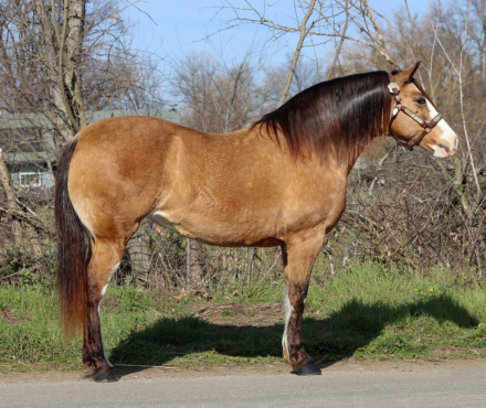 HorseID: 2308818 Beautiful buckskin draft cross mare - PhotoID: 1093080
