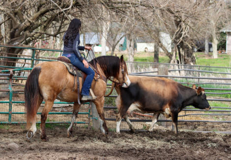 HorseID: 2308818 Beautiful buckskin draft cross mare - PhotoID: 1093081