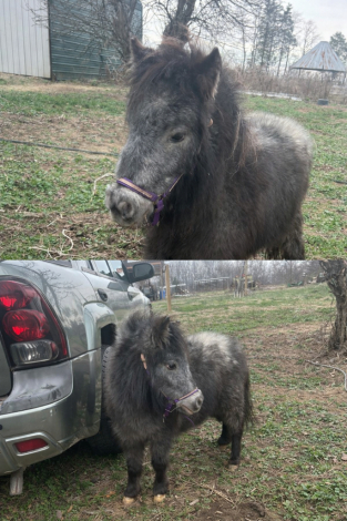 HorseID: 2308821 Glory’s Backwoods Barbie - PhotoID: 1093085