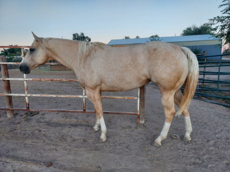 HorseID: 2308826 Corona On Ice - PhotoID: 1093091