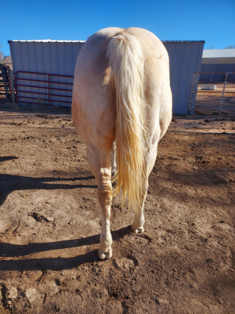 HorseID: 2308826 Corona On Ice - PhotoID: 1093092