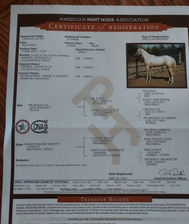 HorseID: 2308826 Corona On Ice - PhotoID: 1093093