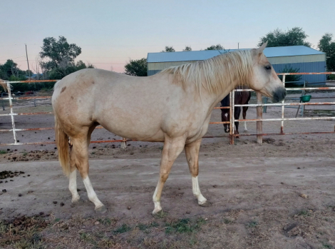 HorseID: 2308826 Corona On Ice - PhotoID: 1093094