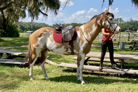 HorseID: 2308827 Ducky - PhotoID: 1093095