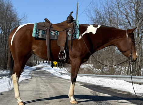 HorseID: 2308830 Willow - PhotoID: 1093096