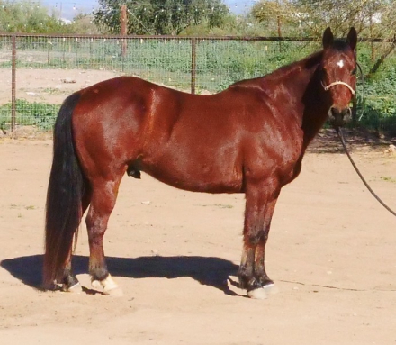 HorseID: 2308832 Snickers - PhotoID: 1093097