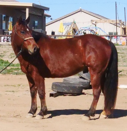 HorseID: 2308832 Snickers - PhotoID: 1093098