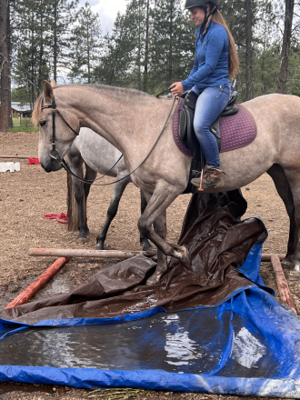 HorseID: 2308835 SW Montana - PhotoID: 1093103