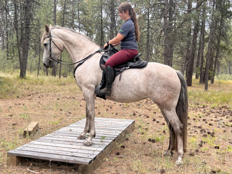 HorseID: 2308835 SW Montana - PhotoID: 1093104