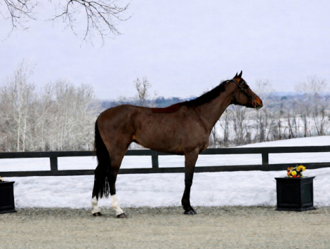 HorseID: 2308836 Casanova - PhotoID: 1093105