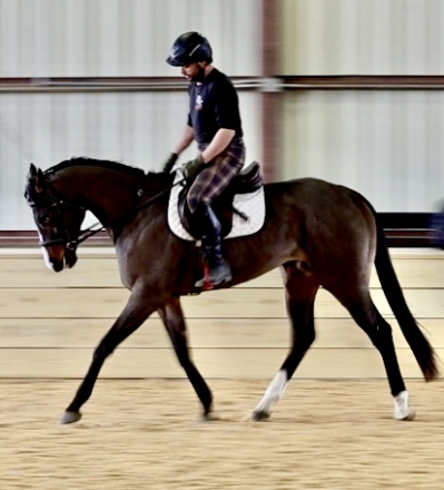 HorseID: 2308836 Casanova - PhotoID: 1093107