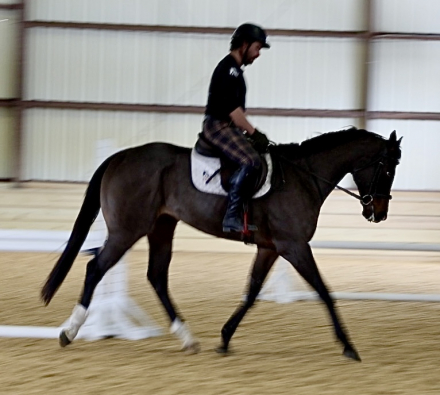 HorseID: 2308836 Casanova - PhotoID: 1093108