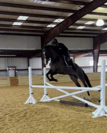 HorseID: 2308836 Casanova - PhotoID: 1093109