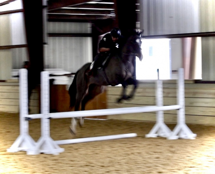 HorseID: 2308836 Casanova - PhotoID: 1093110