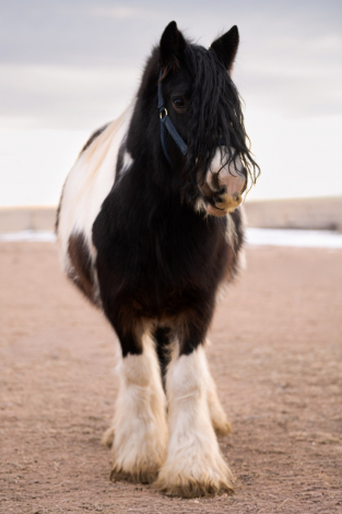 HorseID: 2308837 Kohls Sweet Stuff - PhotoID: 1093114