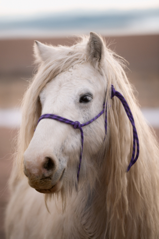 HorseID: 2308839 SD Splash of Glory - PhotoID: 1093115