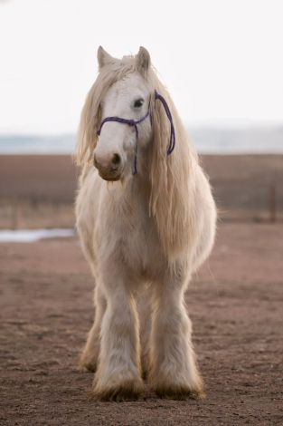 HorseID: 2308839 SD Splash of Glory - PhotoID: 1093116