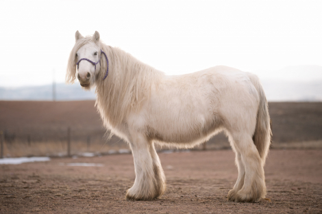 HorseID: 2308839 SD Splash of Glory - PhotoID: 1093117