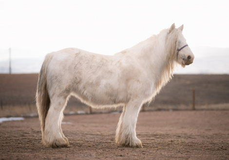 HorseID: 2308839 SD Splash of Glory - PhotoID: 1093118