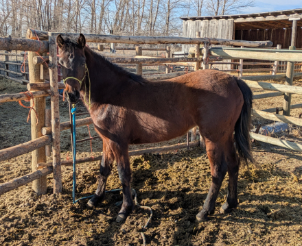 HorseID: 2308840 LZTS Liza - PhotoID: 1093119