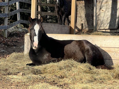 HorseID: 2308841 Daffodil - PhotoID: 1093120