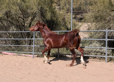 HorseID: 2308842 Maximus Psyche Afire - PhotoID: 1093121