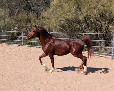 HorseID: 2308842 Maximus Psyche Afire - PhotoID: 1093122