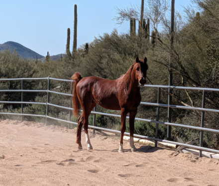 HorseID: 2308842 Maximus Psyche Afire - PhotoID: 1093123