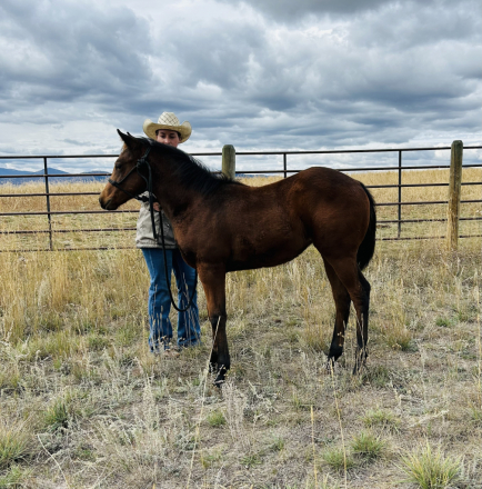 HorseID: 2308845 Penny Jo Starlight - PhotoID: 1093124