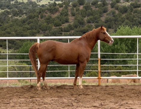 HorseID: 2308846 Tommy - PhotoID: 1093125