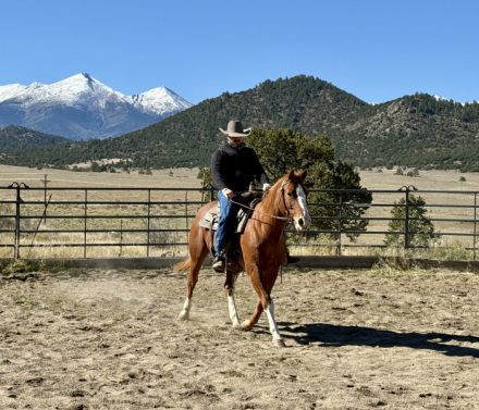 HorseID: 2308846 Tommy - PhotoID: 1093126