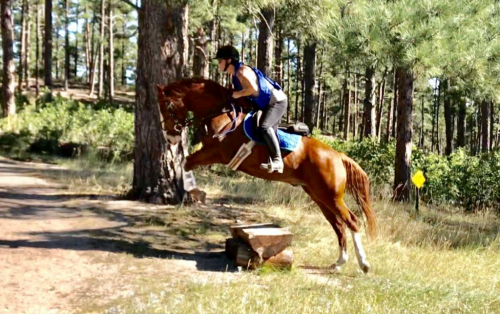 HorseID: 2308846 Tommy - PhotoID: 1093127