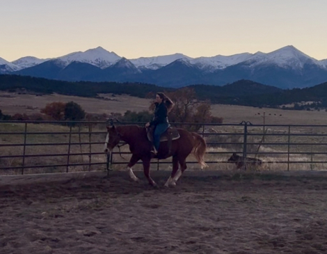 HorseID: 2308846 Tommy - PhotoID: 1093128