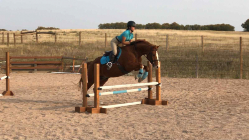 HorseID: 2308846 Tommy - PhotoID: 1093129