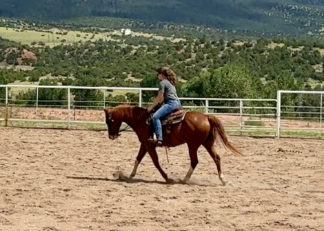 HorseID: 2308846 Tommy - PhotoID: 1093130