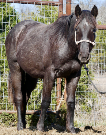 HorseID: 2308848 TOMS NATIVE AMIGA - PhotoID: 1093135