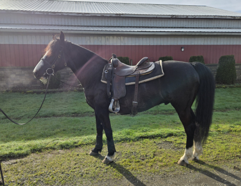 HorseID: 2308850 Good News Silver Spurs - PhotoID: 1093136